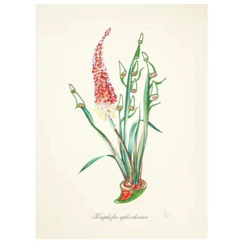 Salvador DALI - Surrealist flowers: kniphofia